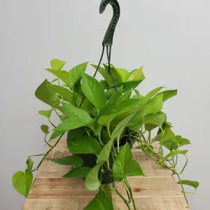 8" pothos neon hb