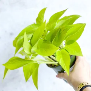 Epipremnum Aureum 'Neon' Pothos - Various Sizes