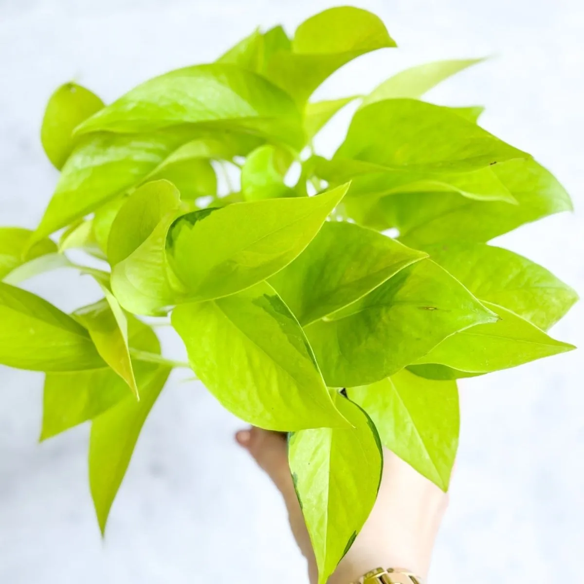 Epipremnum Aureum 'Neon' Pothos - Various Sizes