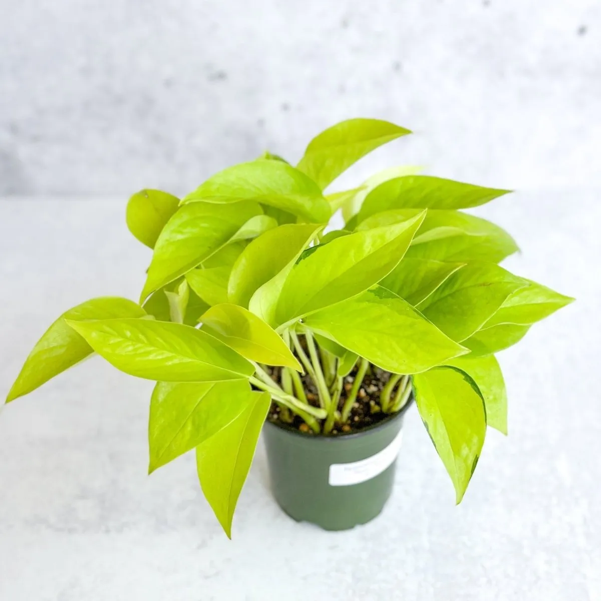 Epipremnum Aureum 'Neon' Pothos - Various Sizes