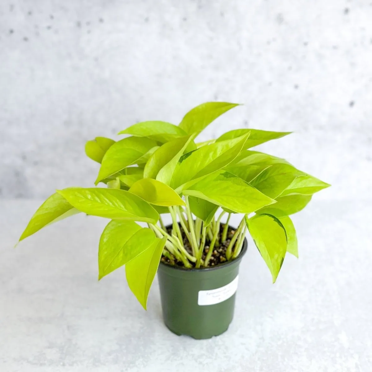 Epipremnum Aureum 'Neon' Pothos - Various Sizes