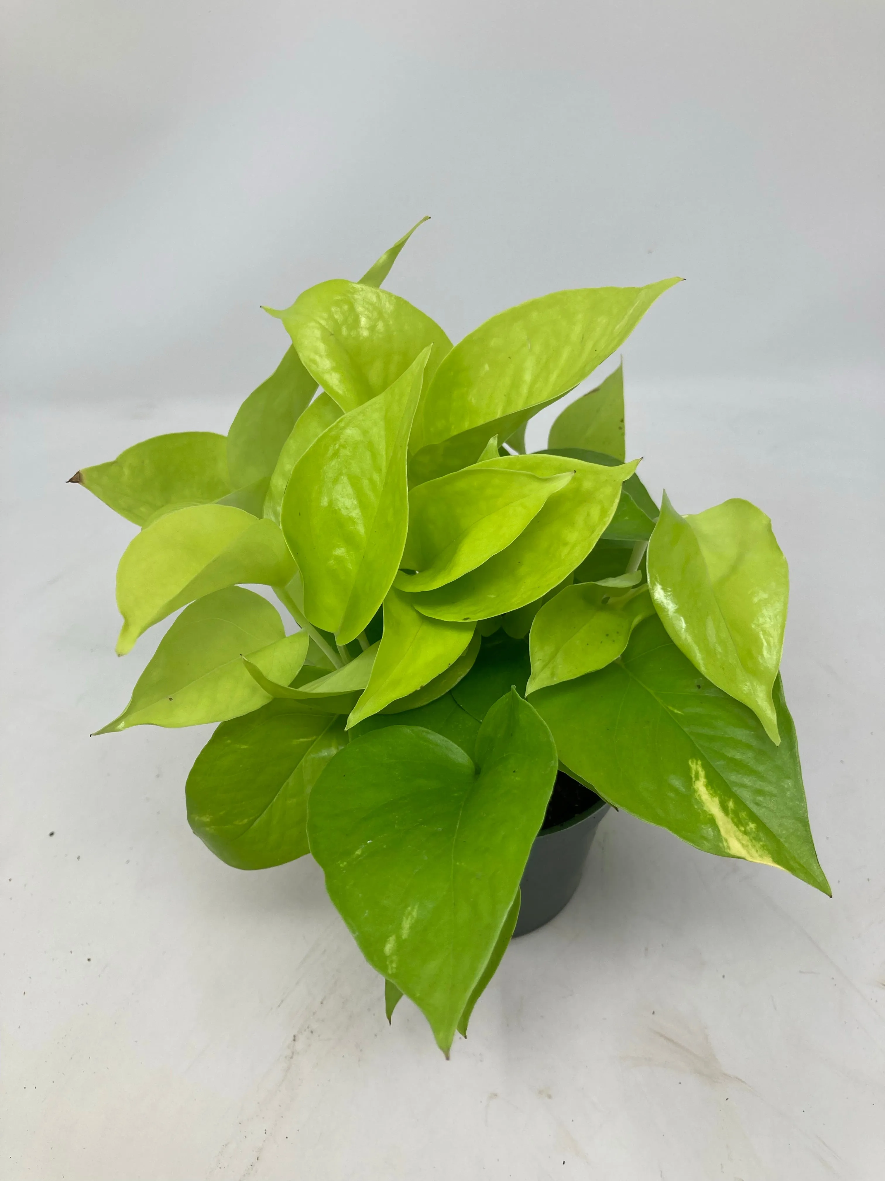 Epipremnum Aureum ‘Pothos Neon’